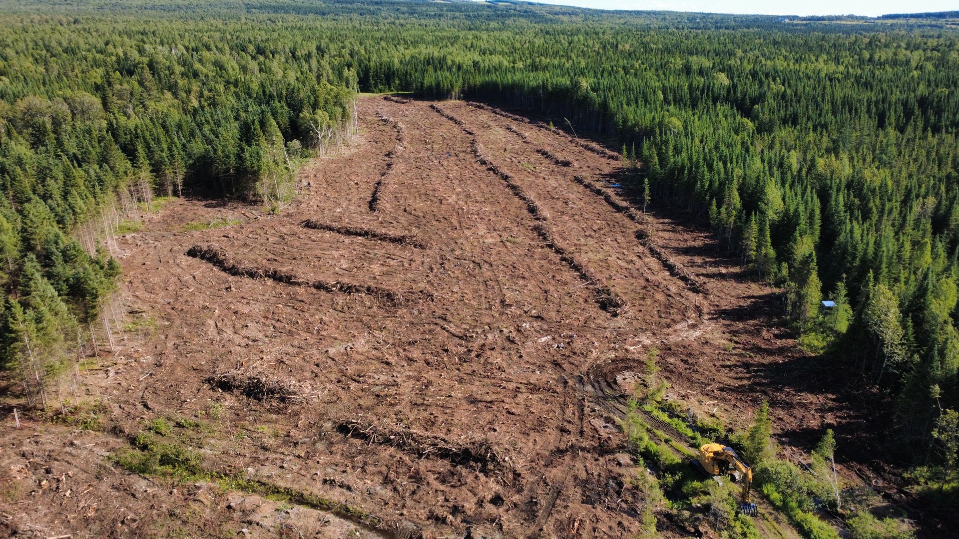 Mise en andain des résidus de récolte avant reboisement sur un chantier forestier en Beauce